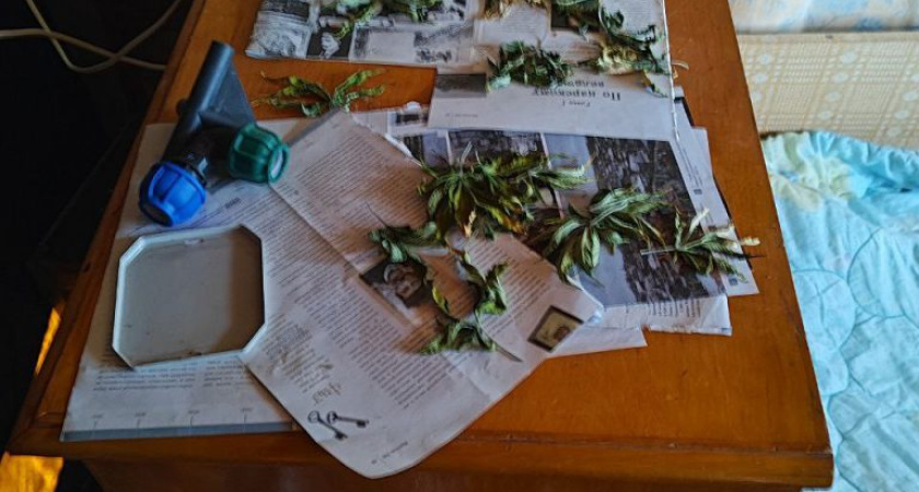 У жителя Ижевска изъято 158 граммов «марихуаны», изготовленной из выращенной на садовом участке конопли