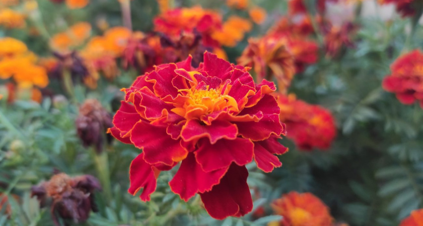 Погода в Глазове на 29 сентября