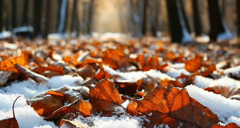 На неделе в Удмуртии пройдет первый снег