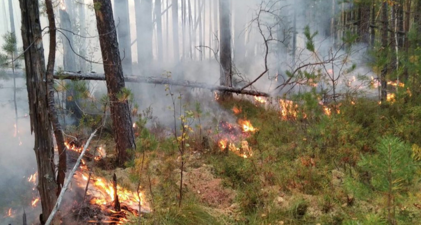 В лесах Удмуртии отменили особый противопожарный режим
