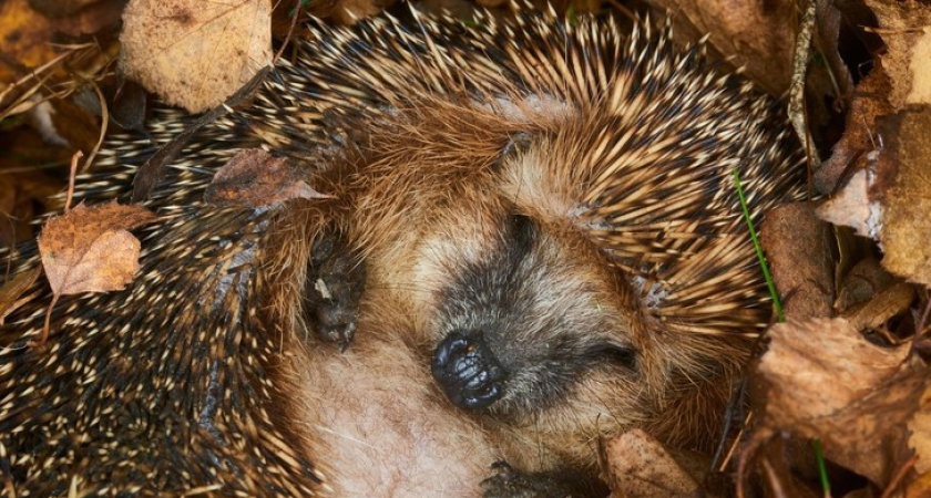 Ежи в зоопарке Удмуртии ушли в спячку