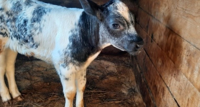 В Дебёсском районе появился первый теленок бело-голубой бельгийской породы по кличке "Мадонна"