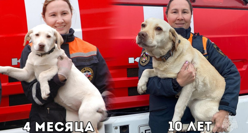10-летний лабрадор Керри из Удмуртии завоевала титул "Лучший ветеран кинологической службы МЧС России"
