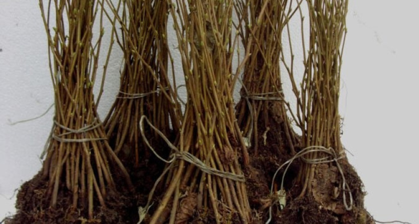 В Удмуртию ввезли первую партию саженцев фундука из Беларуси