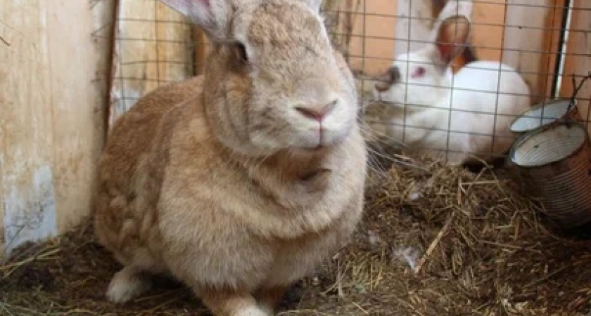 В Удмуртии продолжается перепись сельхозживотных