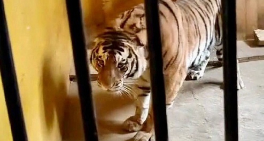 В Ижевский зоопарк приехала тигрица