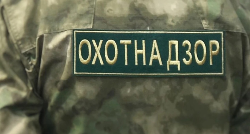 Тушу погибшего в ДТП лося пытались украсть жители из Удмуртии