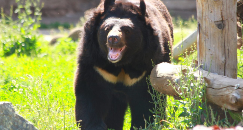 Медведи в зоопарке Удмуртии начали готовиться к зимней спячке