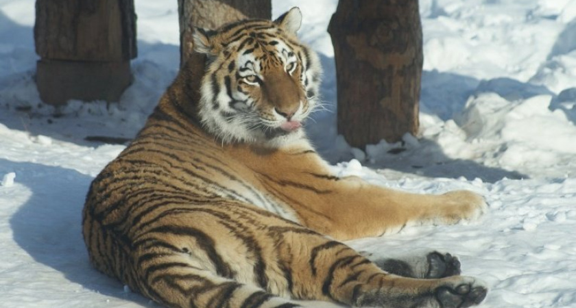 17-летний амурский тигр Марс из зоопарка Ижевска вышел на пенсию