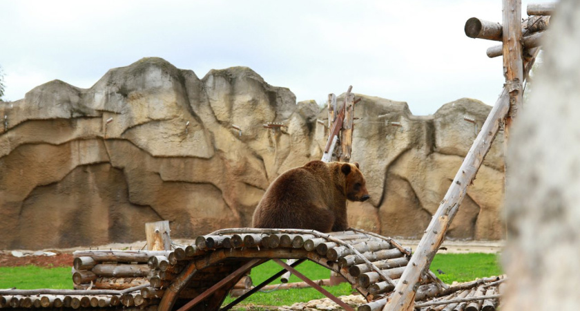 В Зоопарке Удмуртии медведи готовятся к зимней спячке