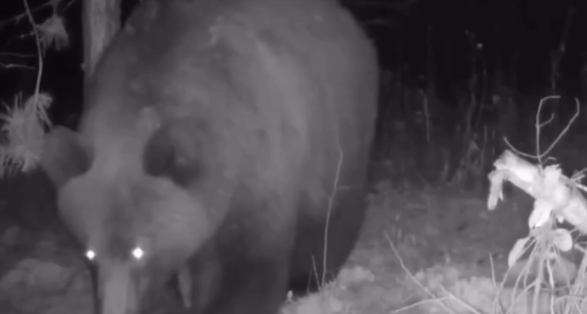 В Удмуртии установили численность барсука и медведя