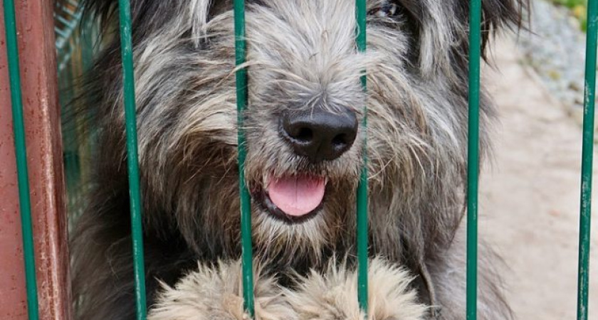 Куда в Глазове сообщать о безнадзорных животных?