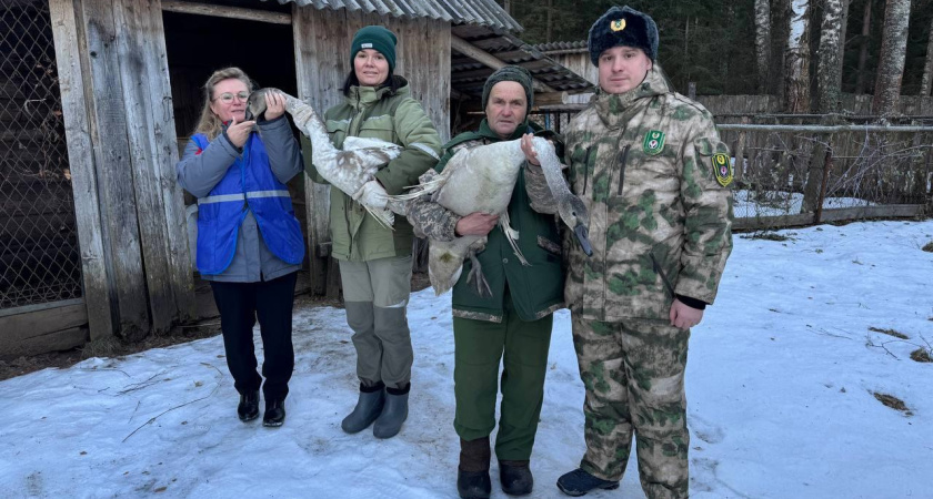 В Удмуртии спасли лебедей  с «ангельскими крыльями»