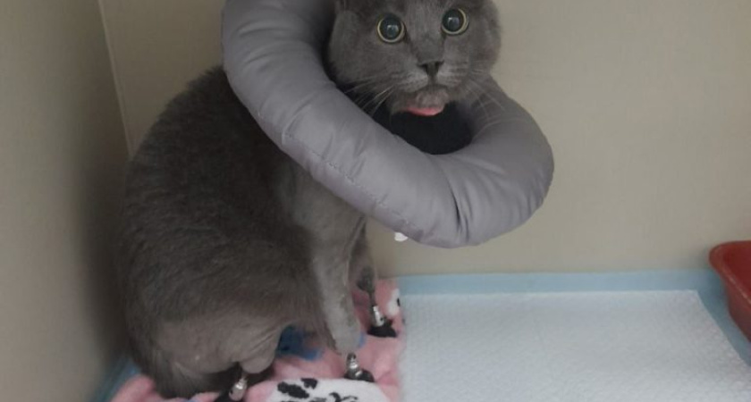 В Удмуртии появился кот-киборг
