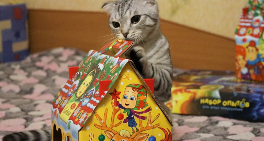 Глазовчанам подскажут, как выбрать новогодние подарки детям