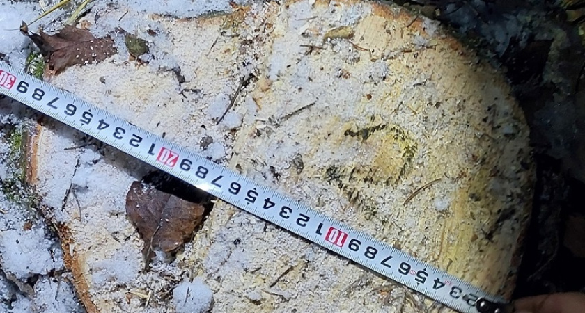 Житель Удмуртии задержан за незаконную рубку пихт