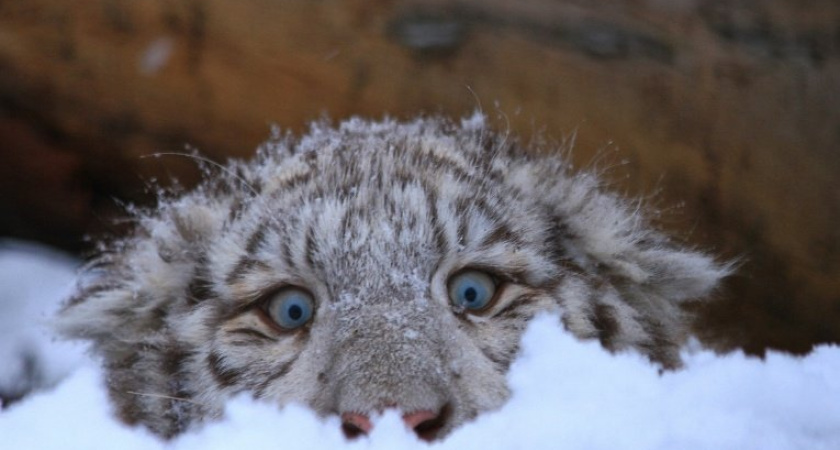 Бенгальская тигрица Дина радует гостей Зоопарка Удмуртии