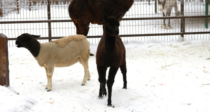 Малыш альпаки по имени Марио появился в зоопарке Ижевска