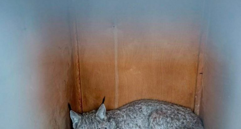 Сотрудники Минприроды Удмуртии спасли рысь