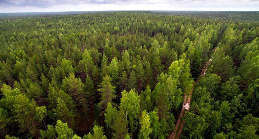 Больше трети выбросов парниковых газов компенсировали леса Удмуртии