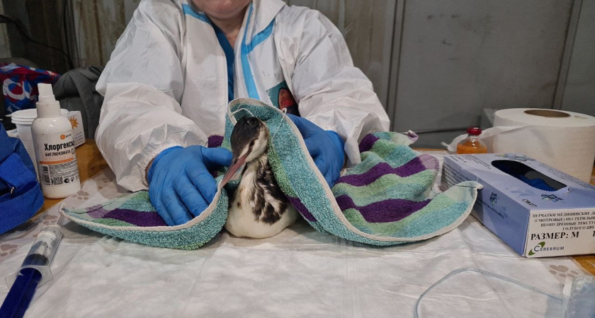 Жители Удмуртии отправили в Причерноморье инфракрасные обогреватели