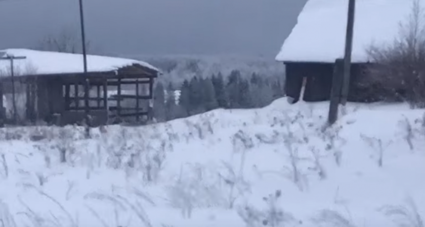 В Глазовском районе Удмуртии не могут найти подрядчика на отлов бродячих животных