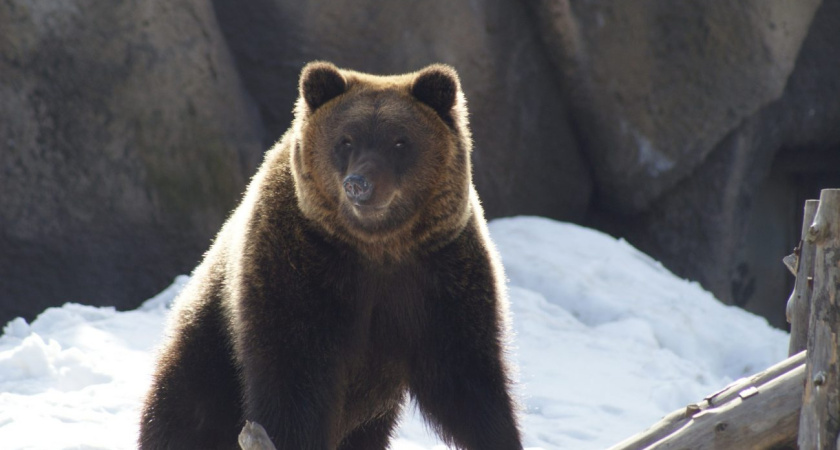 Медведю Гоше из Зоопарка Удмуртии исполнилось 17 лет