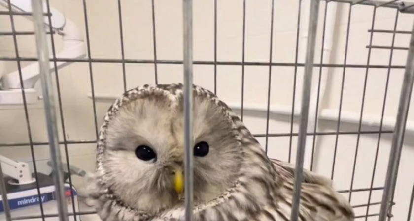 Длиннохвостую неясыть выхаживают глазовские ветеринары