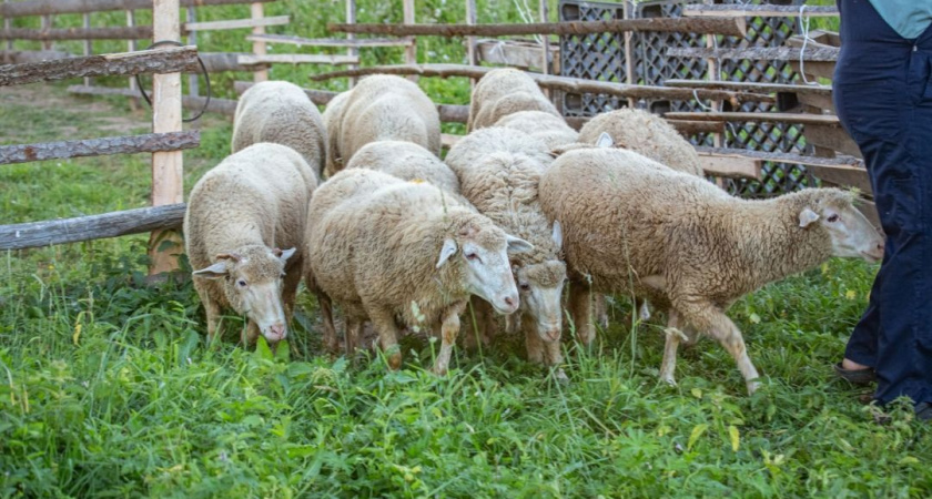 Удмуртские овцы, описание породы