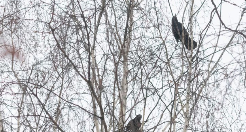 В Глазов прилетели грачи