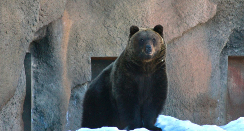 В Зоопарке Удмуртии проснулся медведь Гоша