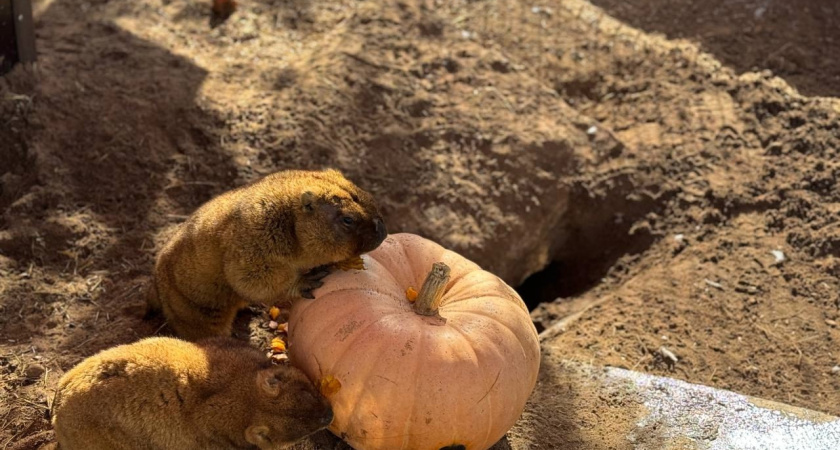 В Ижевском зоопарке после зимней спячки пробудились сурки