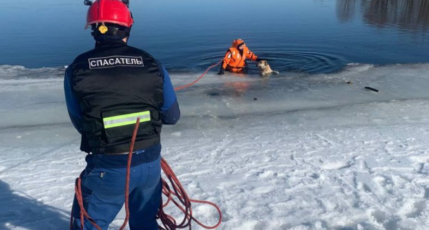 В Удмуртии пес Шарик провалился в Каму