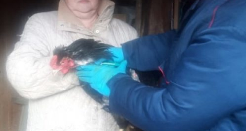 В Удмуртии начали прививать домашнюю птицу