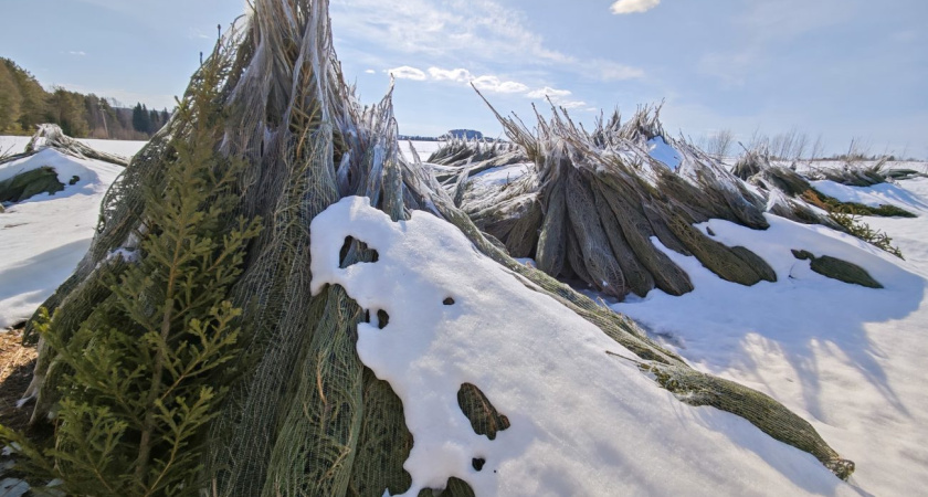 Свалку новогодних елок нашли в Глазовском районе