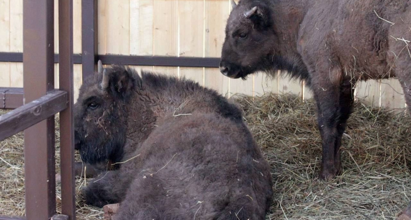 В Удмуртский зоопарк из Беларуси приехали зубры