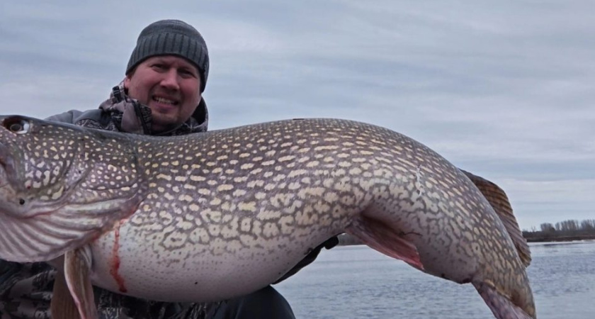Гигантскую щуку поймал на Каме рыбак из Удмуртии