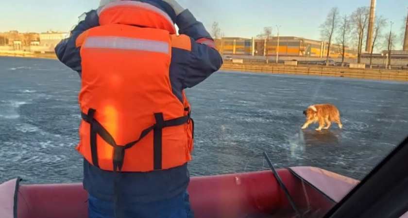 Трех собак спасли за неделю в Удмуртии