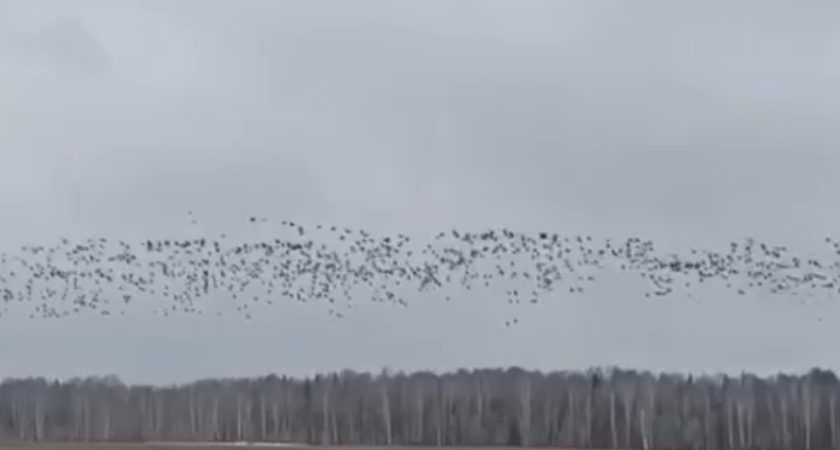 Огромную стаю диких гусей заметили над полями Увинского района