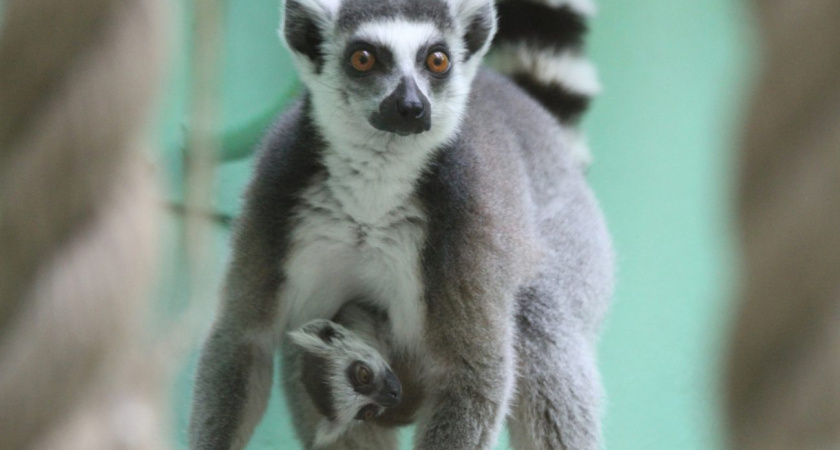 В Зоопарке Удмуртии очередное хвостатое пополнение