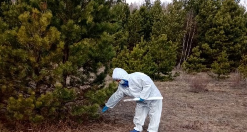 В Удмуртии проходит весенняя вакцинация диких животных против бешенства