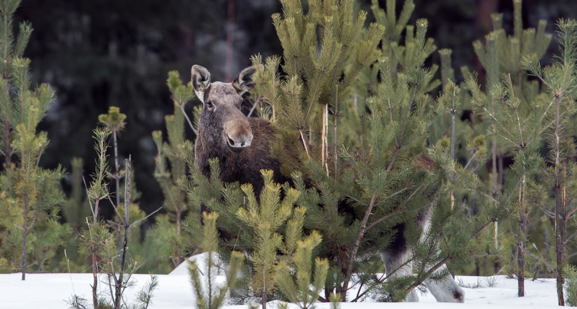 Более 19 тысяч лосей насчитали в Удмуртии