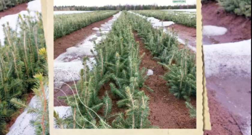 На севере Удмуртии в текущем году планируется посадить полмиллиона молодых елочек