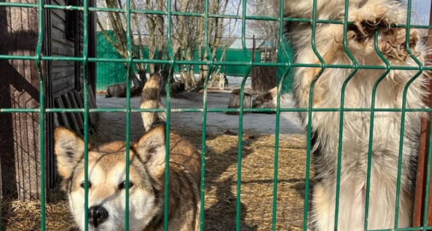 Глазовчан приглашают помочь братьям нашим меньшим