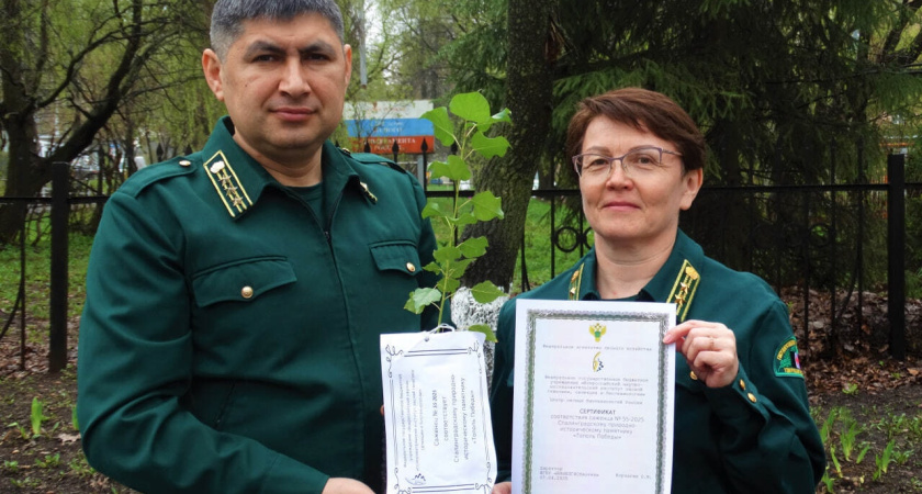 В Удмуртию прибыл саженец сталинградского Тополя Победы