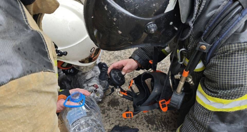 Человека и кошку вернули с того света пожарные в Ижевске