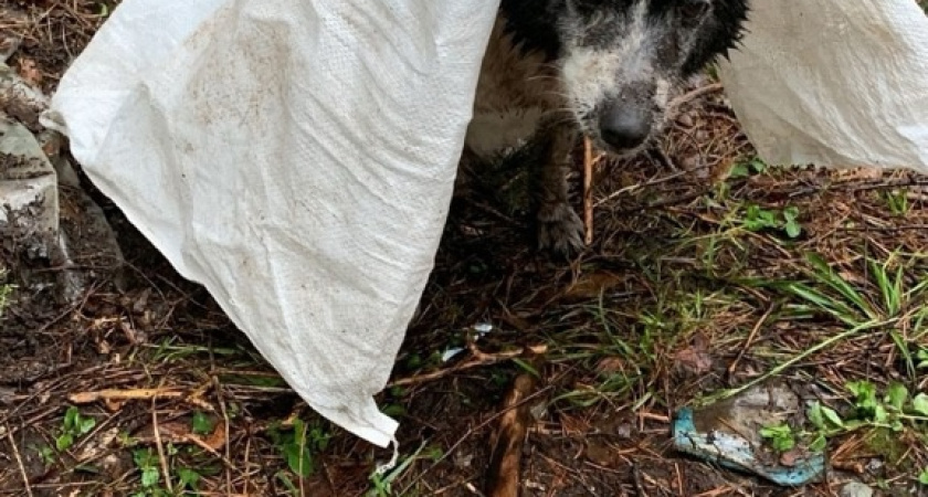 Жители Увы пытаются спасти раненую брошенную в лесу собаку