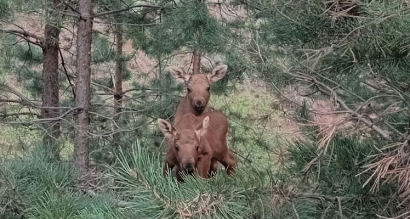 Жителям Удмуртии напомнили о том, что в лесу нельзя подходить и трогать найденных детенышей диких животных