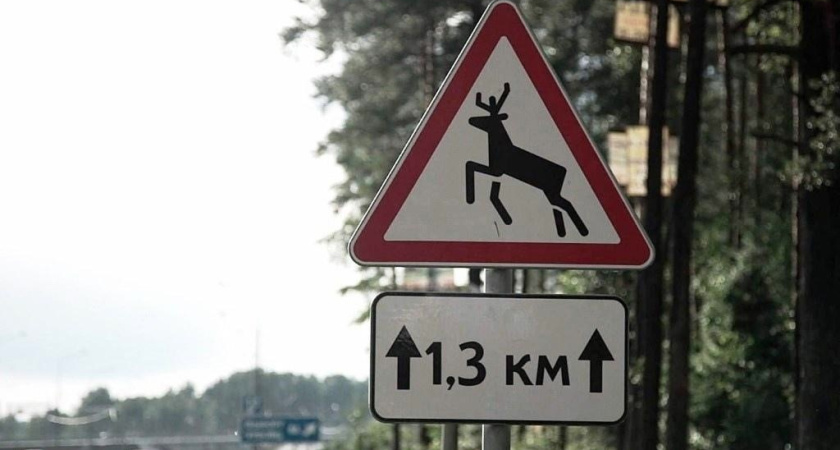 Жителям Удмуртии напоминают о повышенной активности диких животных