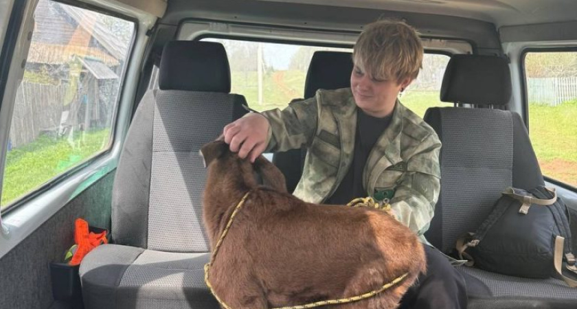 В Якшур-Бодьинском районе нашли лосенка, лишившегося матери